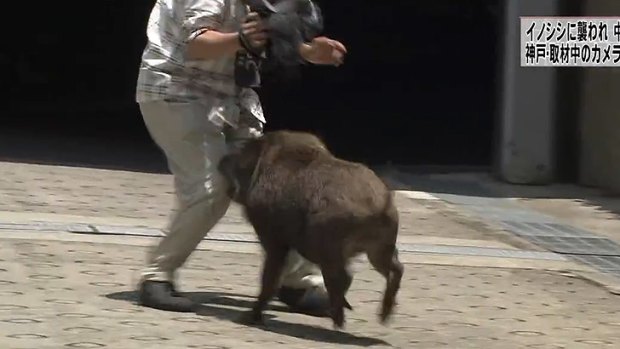 The boar attacks the cameraman.