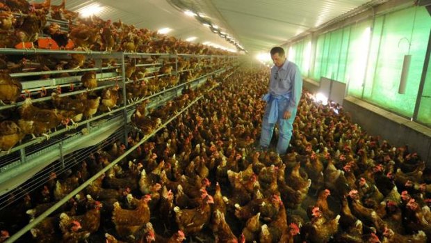 Hen house: Farm Pride's managing director Zelko Lendich in one of the company's sheds at Bears Lagoon.