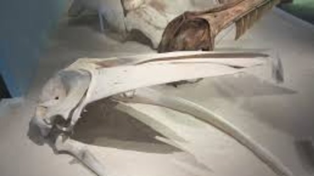 The skull of a Omura's whale, a rare species.