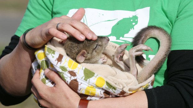 Berry the Bettong at Mulligans Flat Woodland Sanctuary in Canberra on Monday.