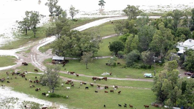 Flood-affected livestock graze on a patch of high ground near the town of Moree.