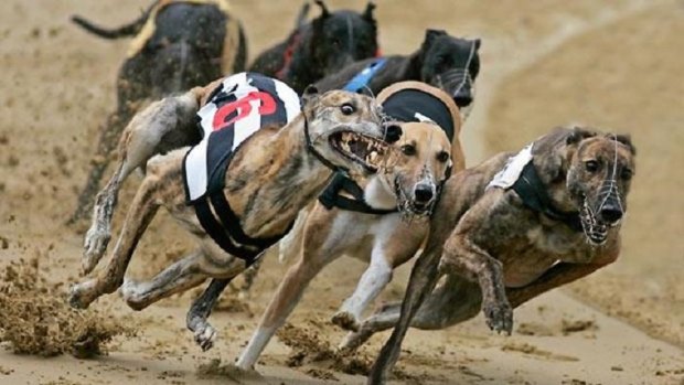 Greyhound racing has been criticised after multiple examples of cruelty to dogs were uncovered.
