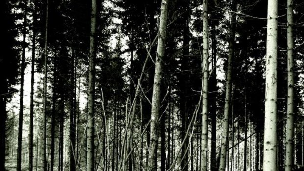 Dark forests and dark crimes set the scene for the Nordic Noir genre.