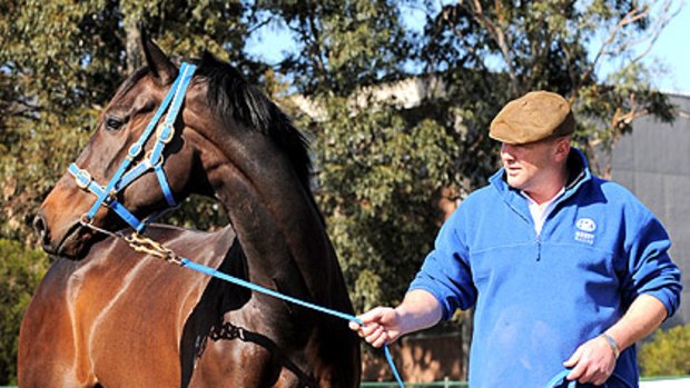 Trainer Peter Moody with the unbeaten Black Caviar at Caulfield yesterday. The mare returns to action in the Schillaci Stakes tomorrow.