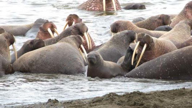 A group of walruses at the beach line near Point Lay, Alaska.