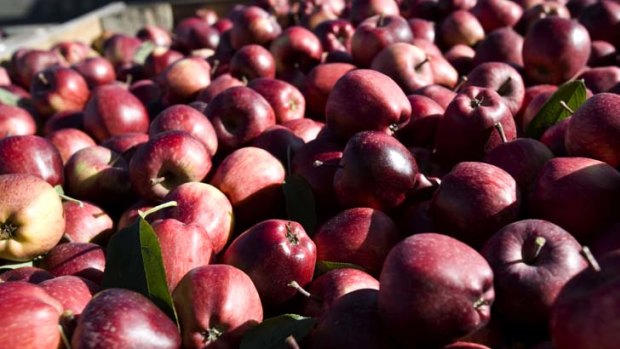 Abundance ... New Zealand apples will soon enter the Australian market.