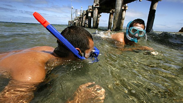 Come on in, the water's fine: Snorkellers Pat O'Brien and Joe Piccolo in the shallows at Queenscliff.
