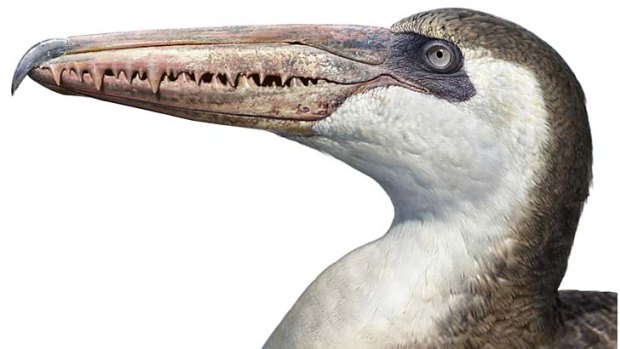 Fossil flap ... A prehistoric bony-toothed Pelagornis.