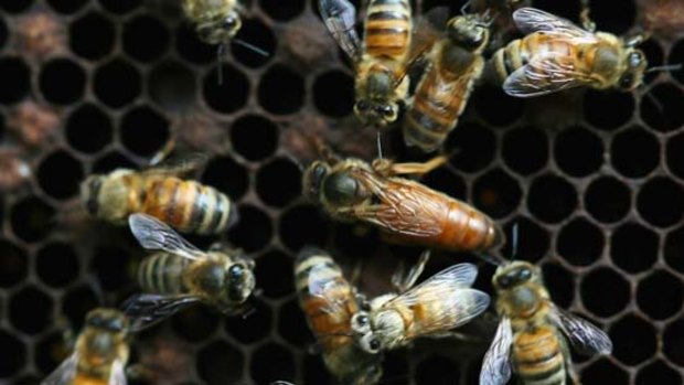 Suspected: imported honeybees from Australia.