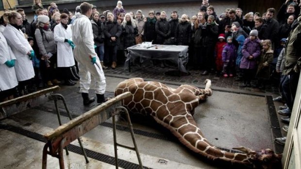 Marius the first: The giraffe lies dead before being carved up at Copenhagen Zoo.