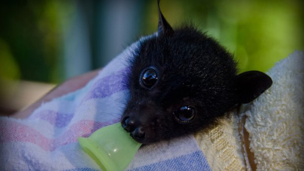 A young, black flying fox orphaned during the mass die-off in southeast Queensland this Summer.