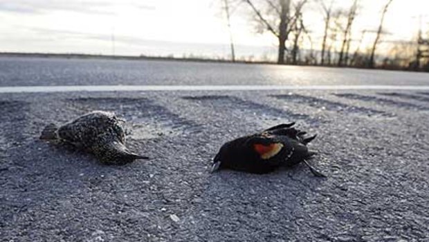A dead starling, left, and red-winged blackbird lay along the side of the Morganza Highway in Louisiana.
