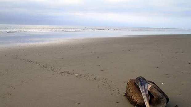 Mystery deaths ... a dying pelican crawls away from the surf to die on Paita beach in Tumbes.
