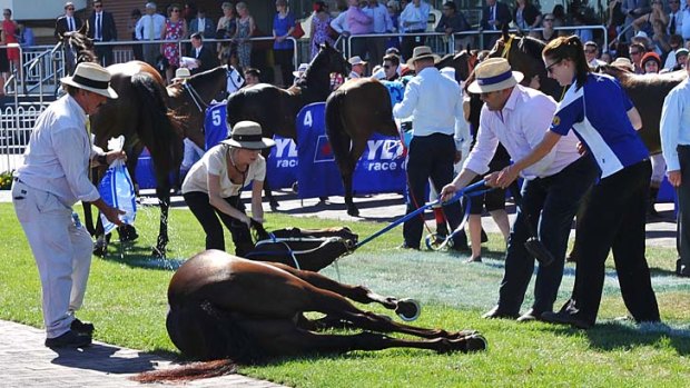 Trainer Peter Moody (right) and Melbourne Racing Club vets help Kiss A Rose after she collapsed in the mounting yard at Caulfield Racecourse on Saturday.