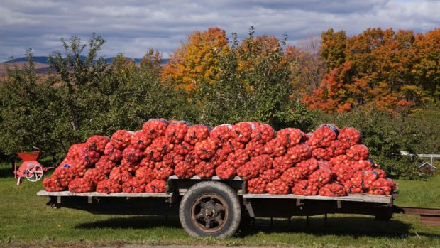 La belle vie ... bags of freshly harvested apples at Sainte-Petronille on Quebec's Ile d'Orleans.