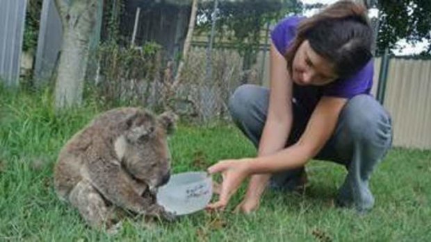 Dr Romane Cristescu provides Ziggy with fresh water. Sadly, Ziggy survived the North Strandbroke fires only to be mauled to death by domestic dogs. Photo: Wildcare Straddie