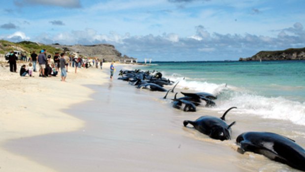 About 55 whales and dolphins have died at Hamelin Bay, 10km north of Augusta. 