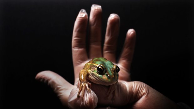 The Green and golden bell frog.