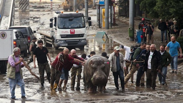 People assist a hippopotamus that was shot with a tranquilizer dart.