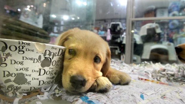 What's all the fuss about? This Labrador pup at the Pets Paradise store at Southland Shopping Centre is oblivious to the turmoil that has beset his owners.