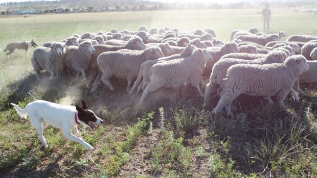 That'll do: One of Paul Darmody's dogs rounds up a flock of sheep.