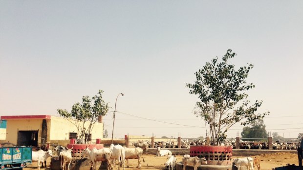 Retired dairy cows at a shelter in east Delhi.