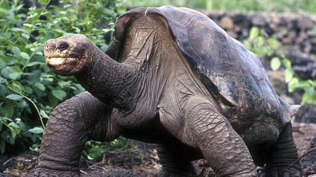 Lonesome George at his home on Santa Cruz Island.