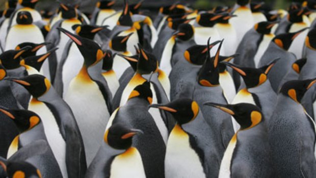 Bellwether birds ... king penguins on Possession Island in the Crozet archipelago are less helpful to climate science because of bands attached during studies.