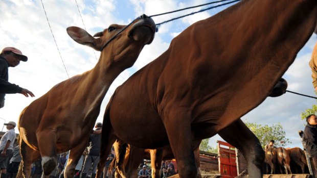 Investigations ... cattle are lined up for sale in Bali, Indonesia.