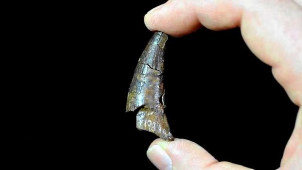 The fossil tooth of a freshwater pliosaurid from Victoria.