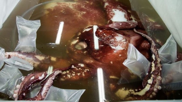 The colossal squid, weighing in at 350 kilograms.