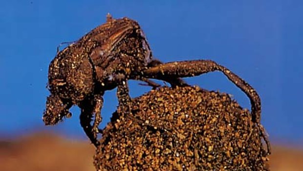 Dung beetles ... super strong.