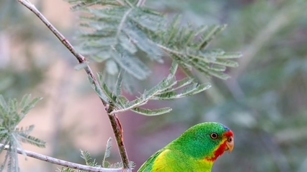 The swift parrot is also found in Melbourne.
