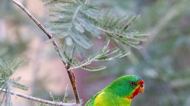 The swift parrot is also found in Melbourne.