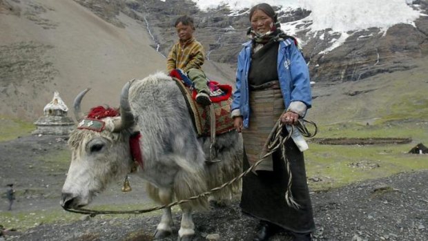 A Tibetan woman and her child posing with their yak in front of the Karuola mountain, south-west of Lhasa. A gene inherited from an extinct human species has helped Tibetans adapt to life in high altitudes.