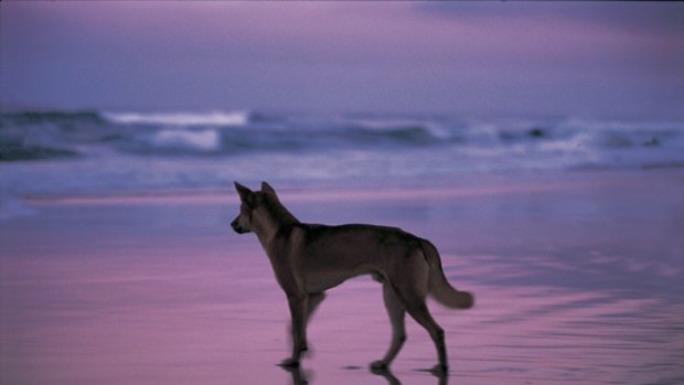 A Fraser Island dingo.