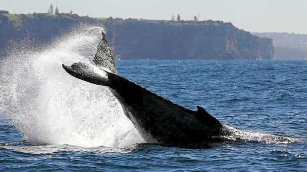 Humpback whales frolic off Bondi.