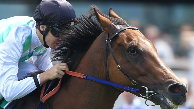 On the cusp of history: Old-timer Monton is chasing a second win in the Villiers Stakes at Randwick on Saturday.