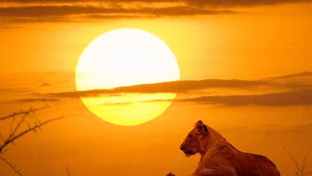 Wild thing... a lion lazes on a hill in Tsavo as the sun sets.