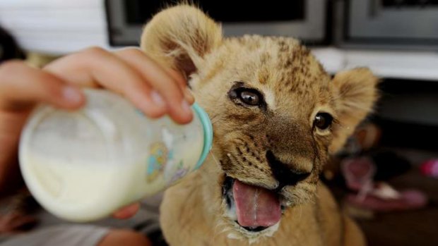 Zaire a nine week old lion cub gets bottle feed.