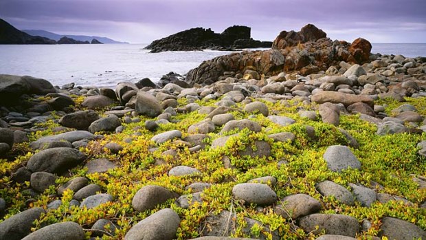 Wild beauty ... Bruny Island's dramatic coastal scenery.