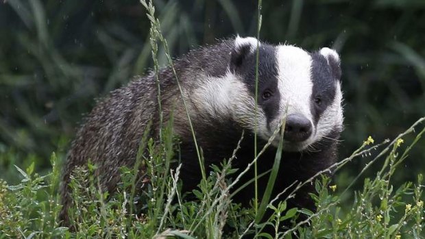 Animal activists see badgers as an adored beast straight from the pages of English children’s literature, but Engish farmers  see them as ill-tempered, supercharged rabbits.
