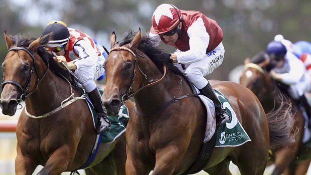 Hotpot: Filly Guelph is favourite for the group 1 Champagne Stakes.