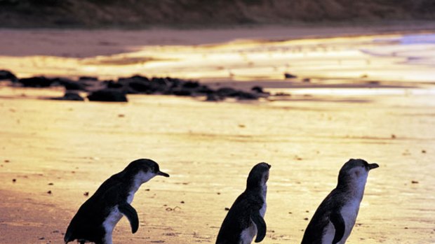 Star attraction: Penguins at Phillip Island Nature Park.