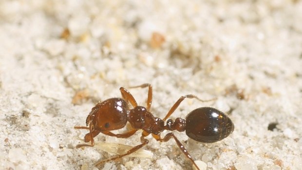 Clever system ... A new study has found that ants have their own toilet area in nests and also dispose other waste and ant corpses away from the nest.