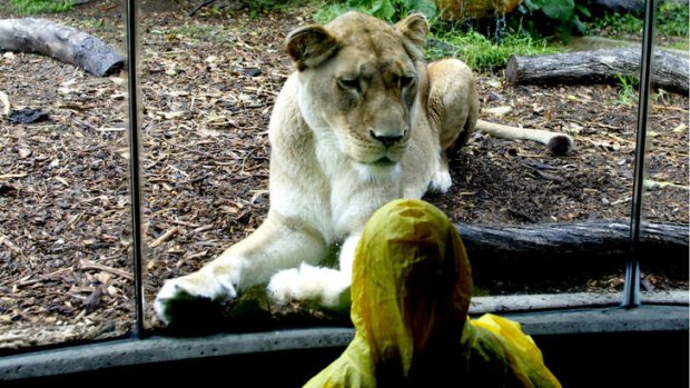 Modern zoos have reinvented themselves amid debate over the ethics of keeping captive wild animals.