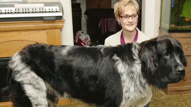 Boomer, a 180-pound Landseer Newfoundland dog, stands with owner Caryn Weber at her home in South Dakota.