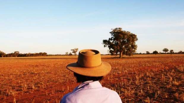 Slumping: The price of wheat has crashed 31 per cent since May to a four-year low.