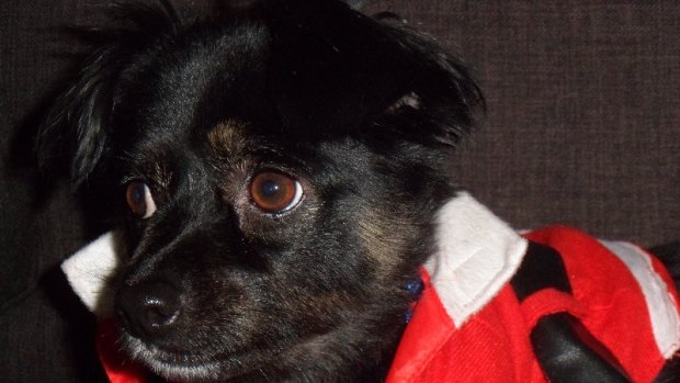The Mitchener family's dog Saphie was also killed last week by two dogs.