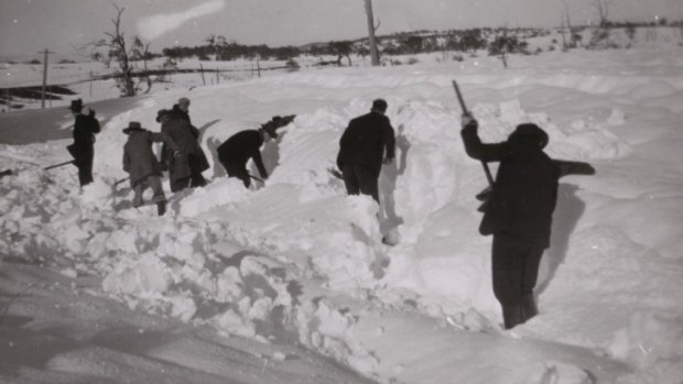 Possibly digging in the snow at the site of the lost train near Jincumbilly Siding in August 1949
